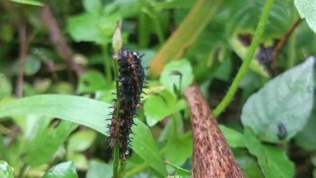 macro fauna a black thorn caterpillar moving in the bush
