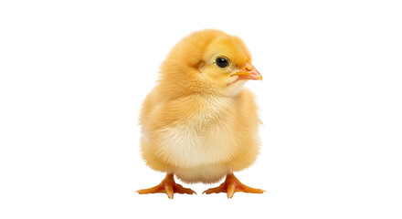 Obraz premium A cute yellow fluffy baby chick isolated on a black background