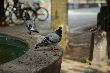 Urban pigeon standing on stone fountain edge in quiet city park © Tatiana Selinger
