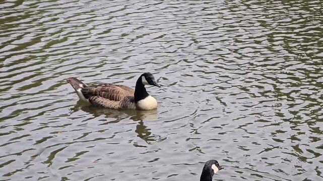 Peaceful scene of an egyptian goose swimming on still lake water