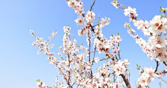 Close-up of blooming almond tree branches against a clear blue sky. Delicate white flowers with soft sunlight create a fresh spring atmosphere with subtle natural motion and a clean background.