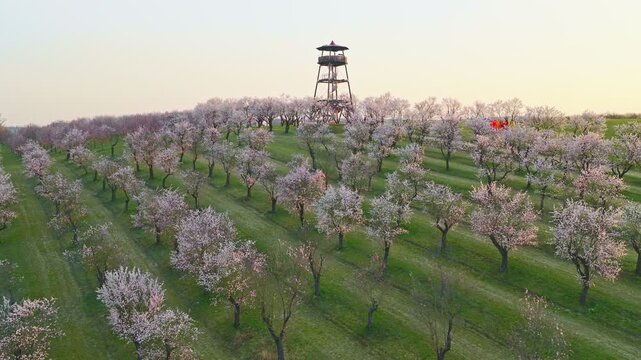 Smooth orbital aerial flight over a blooming almond orchard with a scenic watchtower on a hill. Soft sunset light highlights rows of flowering trees, creating a peaceful spring landscape.