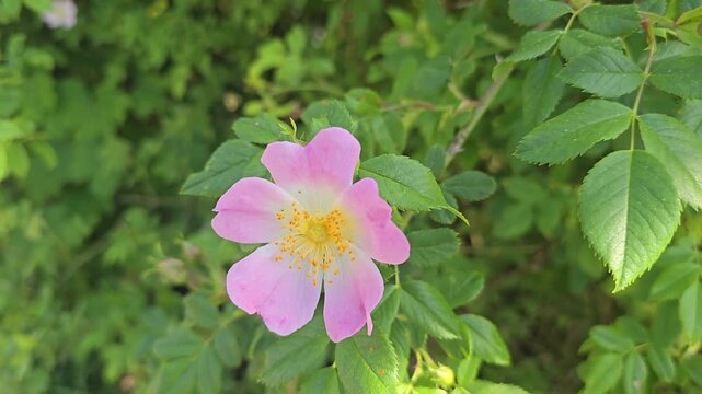 Wild rose bush (Rosa canina) in full bloom in a spring meadow