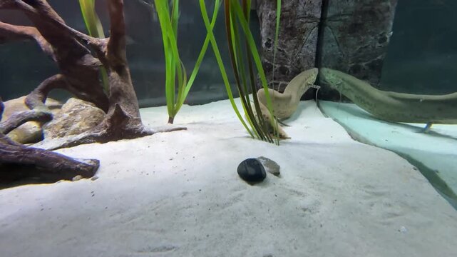 African Lungfish in aquarium