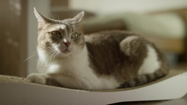 Relaxed Tabby Cat Resting on Scratcher