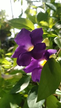 Purple Flower Macro Close Up in Natural Garden, (Thunbergia erecta) Tropical Floral Bloom with Green Leaves Background
