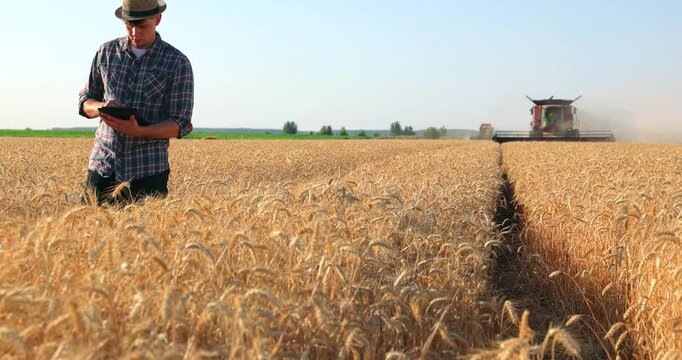 Young farmer agronomist controls the wheat harvest on a digital tablet, with two combine harvesters reaping wheat in the background - close up, slow motion. Sunny summer day.