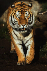 Obraz premium Siberian tiger (Panthera tigris altaica) detail portrait
