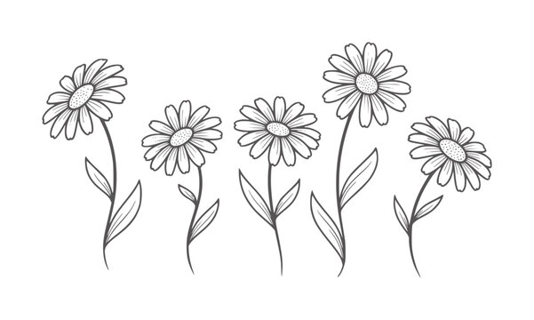 Five delicate line daisies with textured centers white daisy flower floral botanical
