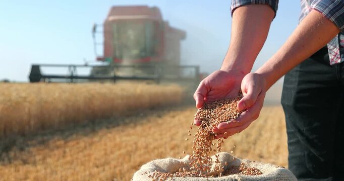 Wheat grains in the hands of a successful young farmer after a good harvest. Agricultural machinery combine harvester working in the background. Slow motion, close up
