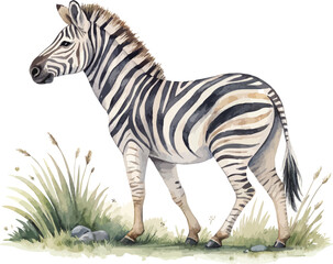 Obraz premium Watercolor Zebra Illustration, Safari Animal Clipart, isolated on white background