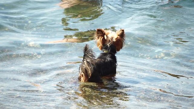 Dog water beach, small Yorkshire terrier dog wading in clear shallow ocean water and walking onto a pebble beach in summer
