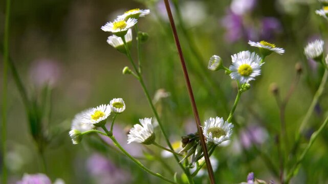 Annual Fleabane (Erigeron annuus): Florets Morphological Structure. Capitulum Blossom Buds Development. Botanical Science Specimen. Blurred Bokeh.