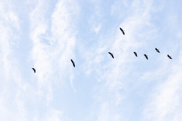 Fototapeta premium Flock of migratory birds flying in formation against a blue sky with soft white clouds. Seasonal bird migration concept.