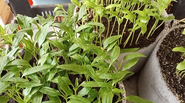 growing seedlings on a windowsill at home