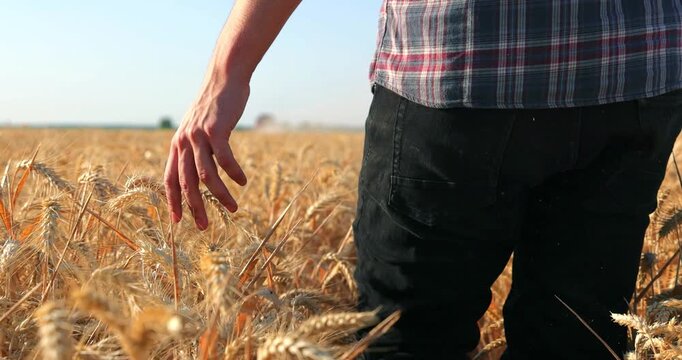 Farmer's hand touching a ripe wheat ears in the wheat field, in a background agricultural machinery combine harvester working on the field, slow motion