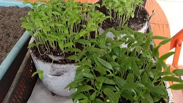 growing seedlings on a windowsill at home