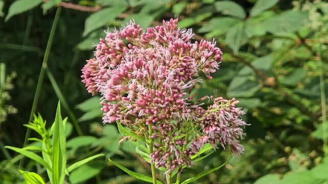 Close-up of eupatorium cannabinum swaying in the breeze
