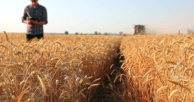 Young farmer agronomist controls the wheat harvest on a digital tablet, with two combine harvesters reaping wheat in the background - close up, slow motion. Sunny summer day.