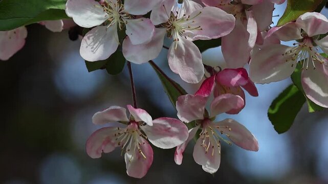 Delicate pink and white crabapple blossoms opening on a branch against a blurred background