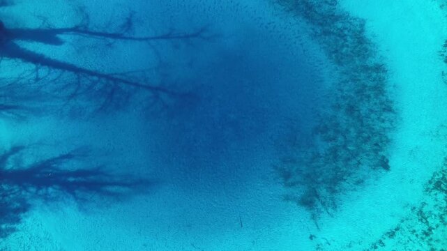 Cinematic top-down drone shot of Louros Springs. High-angle abstract view of dark tree silhouettes submerged in crystal clear turquoise water. Unique organic patterns for artistic visual projects.