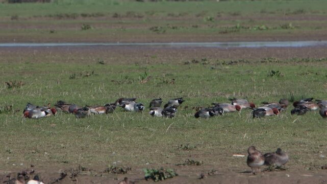 A flock of Wigeon, Anas penelope, grazing on grassland in Spring sunshine. Severn Estuary. England. UK