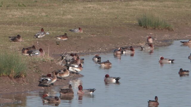 A flock of Wigeon, Anas penelope, at edge of a shallow lake. Spring. Severn Estuary. England. UK