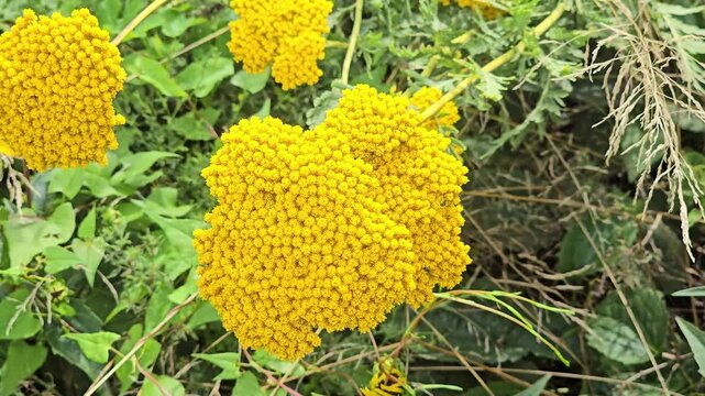 Golden yarrow (Achillea filipendulina) blooming and moving in a summer breeze
