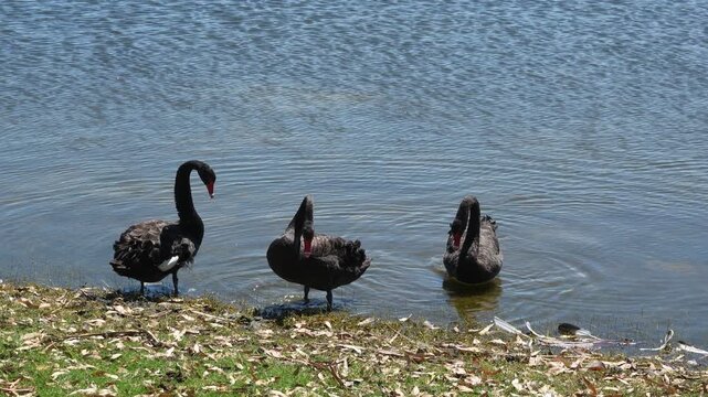 Close up of Black Swans as they waddle onto the shore of Lake Joondalup, Perth Western Australia