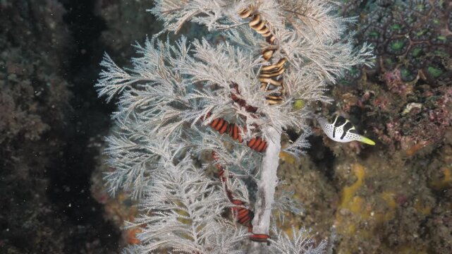 Toxic poisonous Blacksaddle Toby Puffer fish (Canthigaster valentini) seeking protection next to a sea fan. Underwater marine science