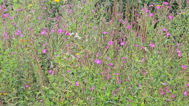 Wild hairy willowherb (Epilobium hirsutum) flowers on a meadow move strongly in summer breeze