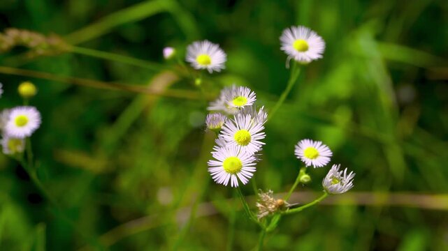 Annual Fleabane Erigeron Annuus Flowers Green Background Macro Daylight. Medicine Herb.