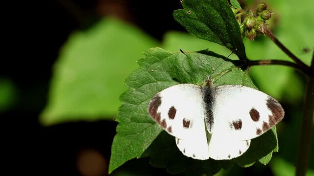A detailed realtime wildlife video capturing an Indian cabbage white butterfly pieris canidia resting and slowly opening its wings on a fresh green leaf during a calm winter morning.