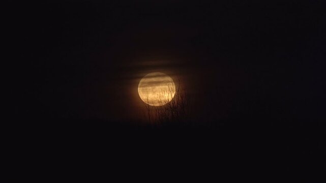 Large orange moon rising above the tree line into the clouds