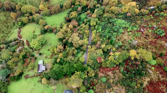 Top down view capturing a winding country road surrounded by vibrant autumn forests trees and bright green pastures in rural Ireland countryside