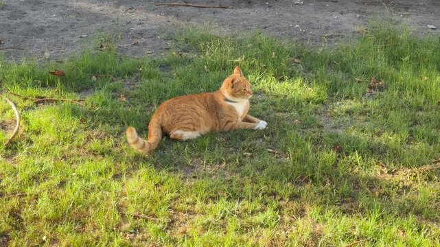 A ginger cat sits on a lawn in a suburban home.
