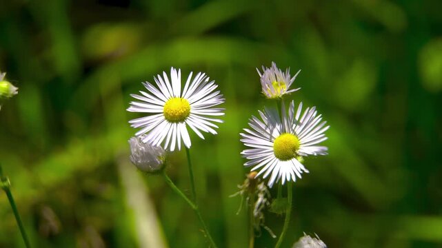 Annual Fleabane (Erigeron annuus). Asteraceae Family Ray Florets Morphological Structure. Honeybee Collecting Pollen. Inflorescence Capitulum Specimen.