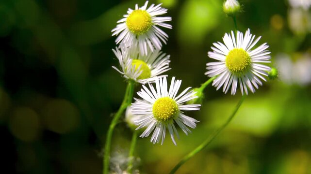 Annual Fleabane (Erigeron annuus). Pyrethrum Tannins and Flavonoids Synthesis. White Wildflowers Inflorescence. Green Background. Natural Daylight Macro.