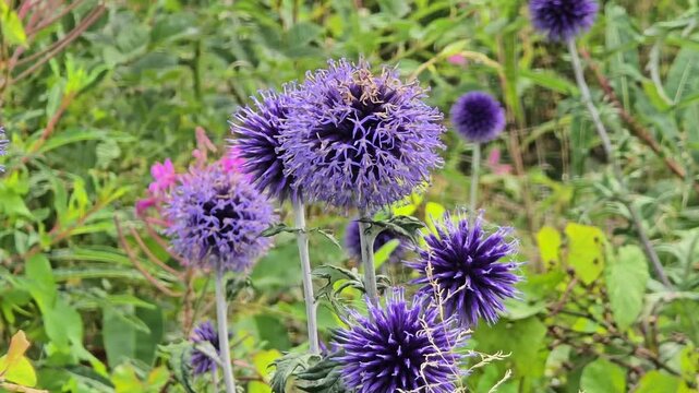Close-up of purple Ruthenian globe thistle (Echinops ritro) moving gently in summer breeze