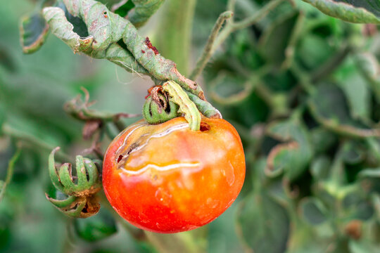 A close-up of a single red-orange tomato with a caterpillar, damage, and cracks on the stem. Crop defects, pest control, gardening, organic vegetables.