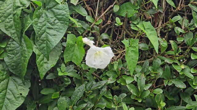 Wild bindweed (Calystegia sepium) wet with raindrops and blooming on a hedge
