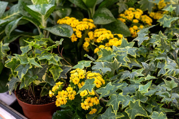 Naklejka premium Close up of numerous small yellow kalanchoe blooms thriving amongst various green variegated english ivy plants in pots, creating a dense natural backdrop