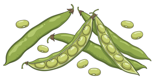 Collection of fresh green bean pods, some opened to reveal plump green beans inside, illustrating healthy legumes and wholesome, nutritious ingredients for cooking.