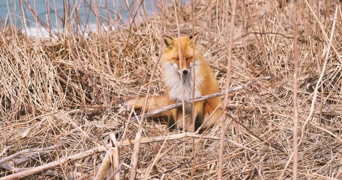ezo red fox in the grass field on the coast