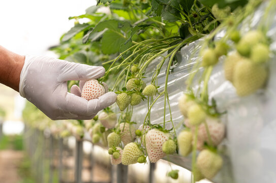 Hands of a farmer clad in white gloves, are harvesting premium Japanese Awayuki white strawberry pineberry growing in hydroponic greenhouse farm. Foreground blurred with copy space