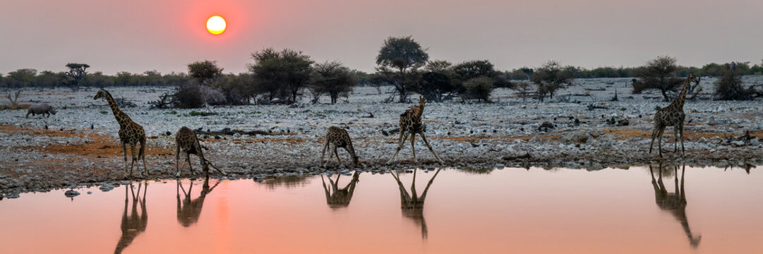 Giraffes at Okaukuejo waterhole in Etosha National Park at sunset, water reflections, Namibia web banner, Africa