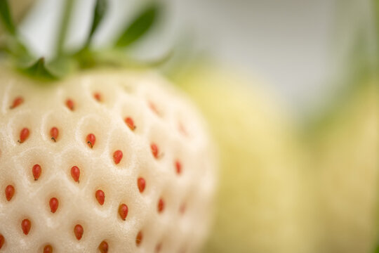 Premium Japanese Awayuki white strawberry pineberry ripe berry on hand growing in hydroponic greenhouse farm, fresh organic strawberry fruit harvest in agriculture plantation cultivation ,copy space