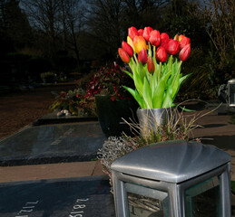 Frühlingstulpen auf einem Grab auf einem Friedhof in Ratingen © Blende8