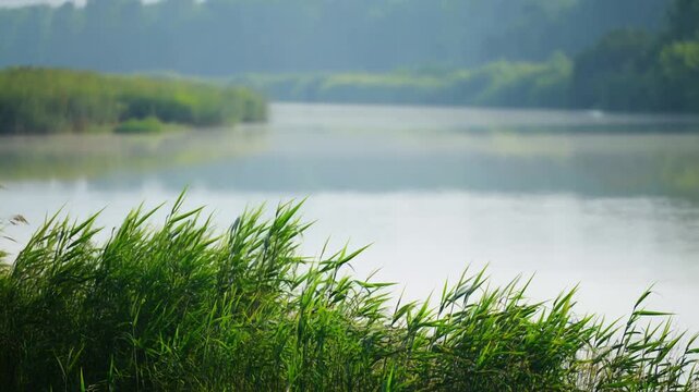 Slow pan closeup of reeds swaying by calm lake shoreline with misty distant treeline in early morning light, gentle breeze movement