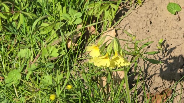 Two delicate, yellow flowers of the cowslip (Primula veris) in the meadow.